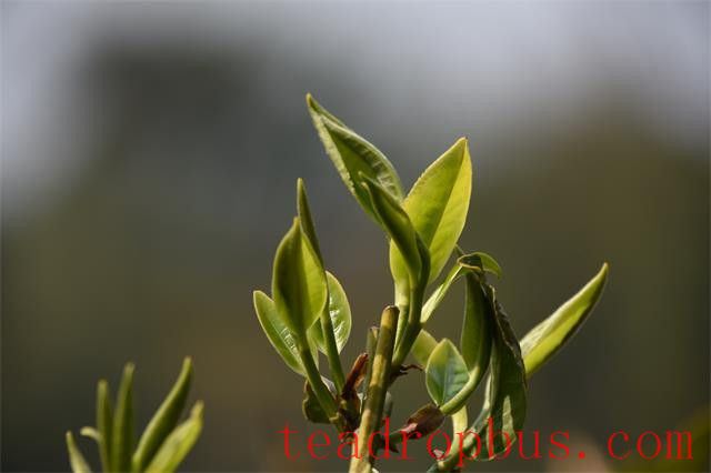 How can we tell if it's seasonal spring tea?-2
