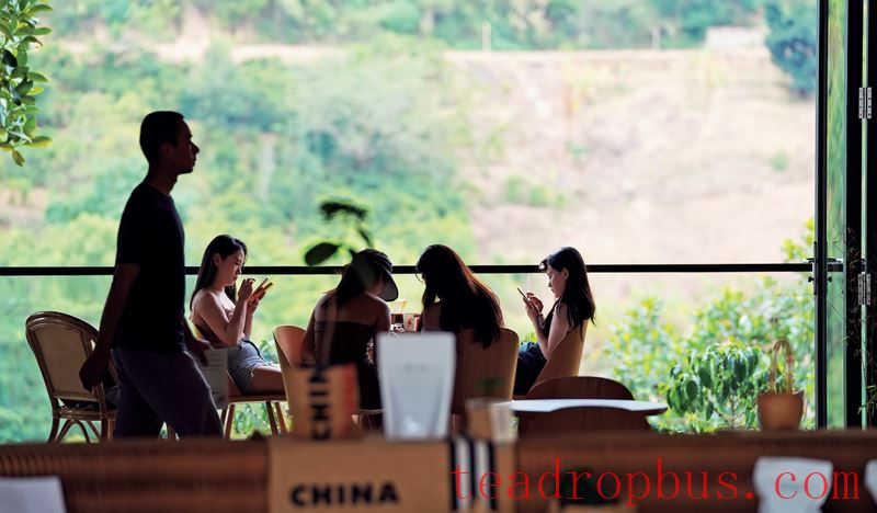 Puer Yearling Tea: The Right Time to 