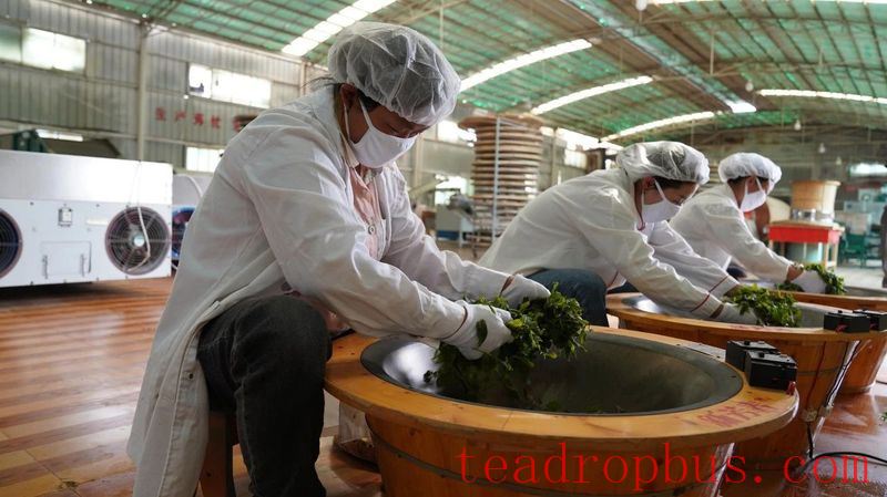 Wuchuan Large Tree Tea is also known as Wuchuan Tall Tree Tea-7