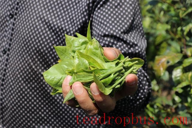 Yiwu Gafeng Village Spring Tea 2024 Price-1