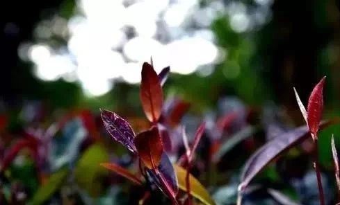 What are the differences between Purple Bud Tea and Purple Juanshan Tea?-1