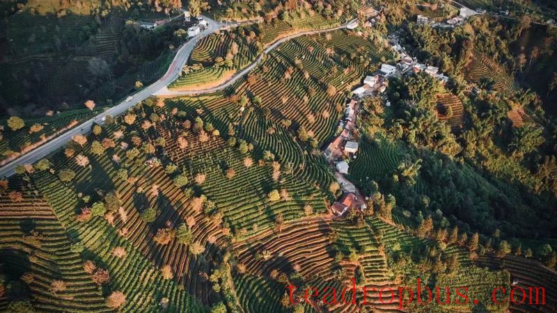 How to Judge Pu'er Tea Suitable for Long-Term Storage Through Tasting-2