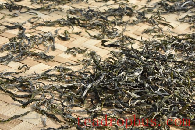 Yiwu Gafeng Village Spring Tea 2024 Price-2