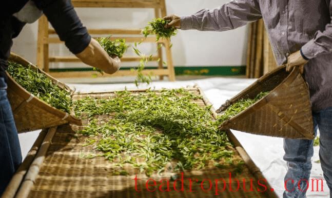 Wilting Process: A Key Step in Tea Production-1