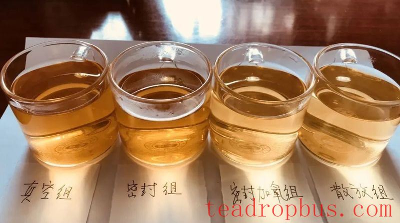 Puer Tea Sealed vs. Ventilated Storage Comparative Experiment-2
