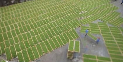 Understanding the White Tea That Becomes a Treasure After Seven Years-4