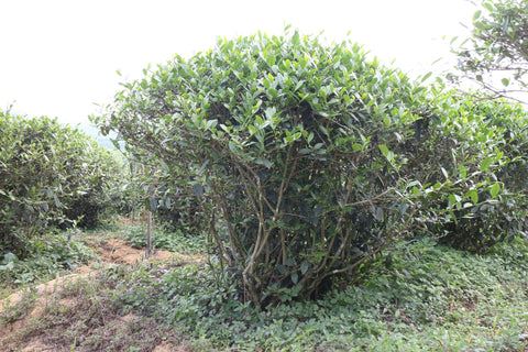 Giant Tieguanyin Bushes