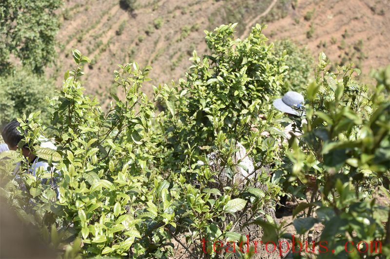 Puer Tea: History and Heritage in the Ancient Aroma-1