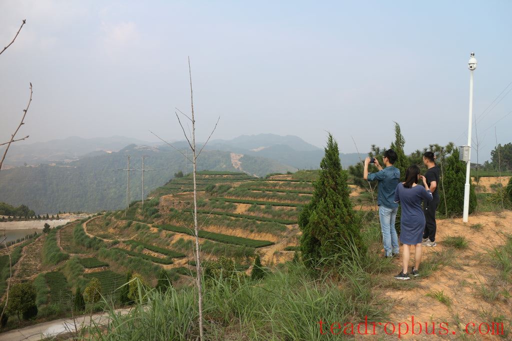 Tieguanyin oolong tea garden