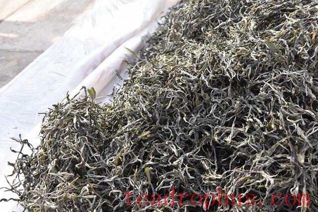 Features of the Banana Grove Ancient Tree Tea from Yiwu's Highland Village-3
