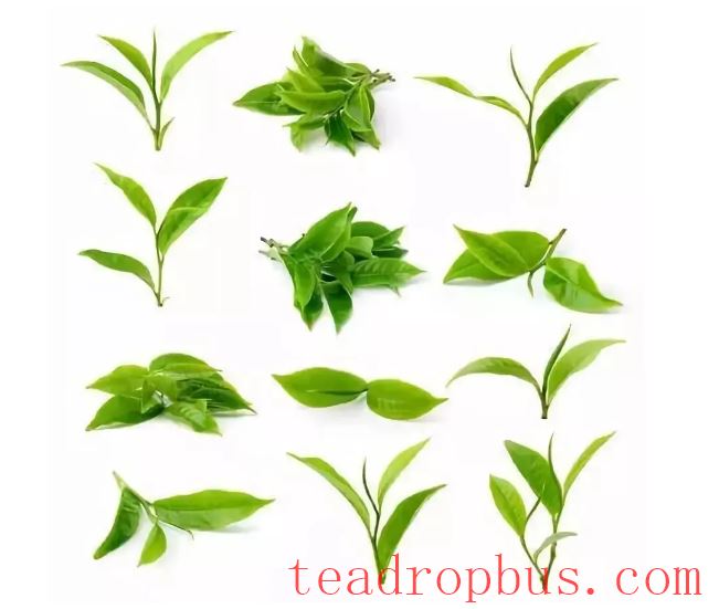 Tea — Nature's Gift and Solace for the Soul-3