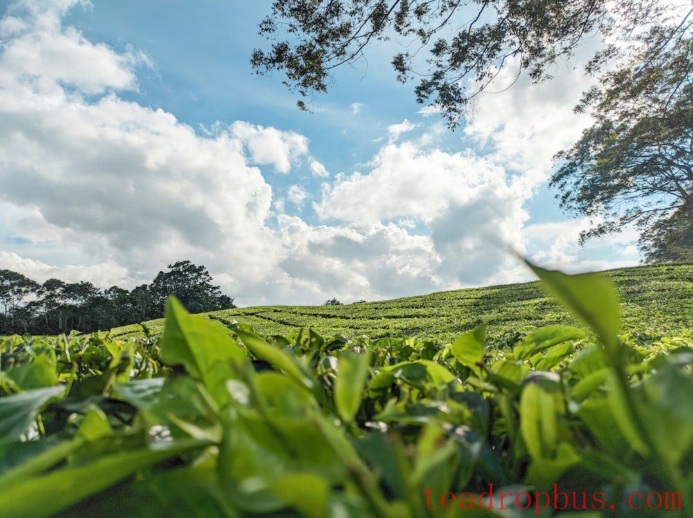 Can Montding Sweet Dew Tea Still Be Consumed After Being Stored for a Long Time? What is the Shelf Life of Montding Sweet Dew Tea?-1