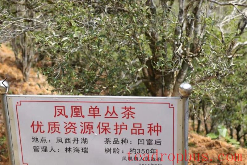 Each Tree Has a Story: A Comprehensive Review of the Legendary Phoenix Dancong Tea Mother Trees-4