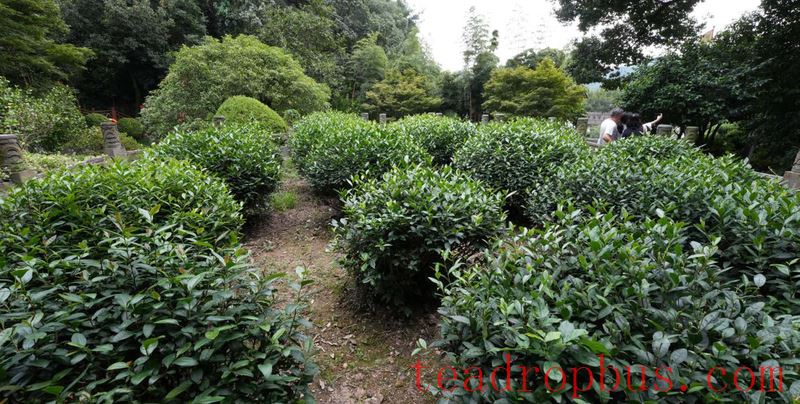 Nine Questions about Ancient Tea Trees-3