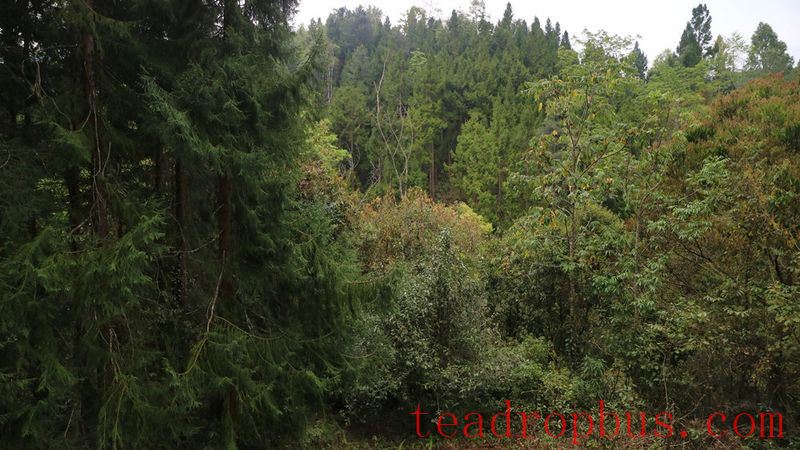 Is Single Tree Really Better Than Mixed Picking? The Answer Is Unexpected-4
