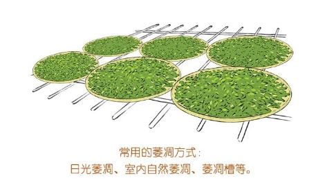 How Can You Buy Tea Without Understanding It? A Beginner's Guide to Identifying Tea-13