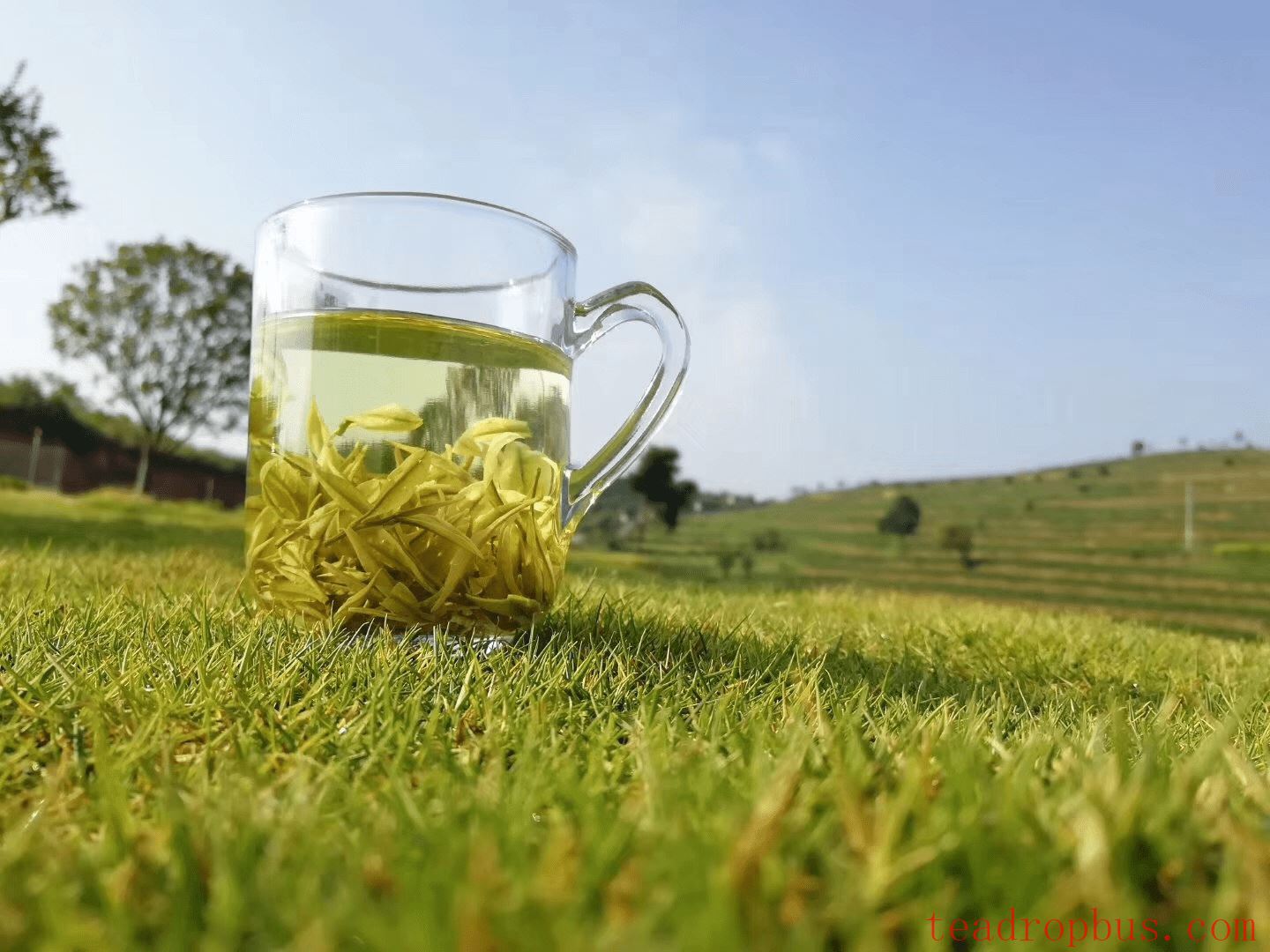 What Type of Tea is Golden Bud? A Rare Panda in the World of Green Teas.-3