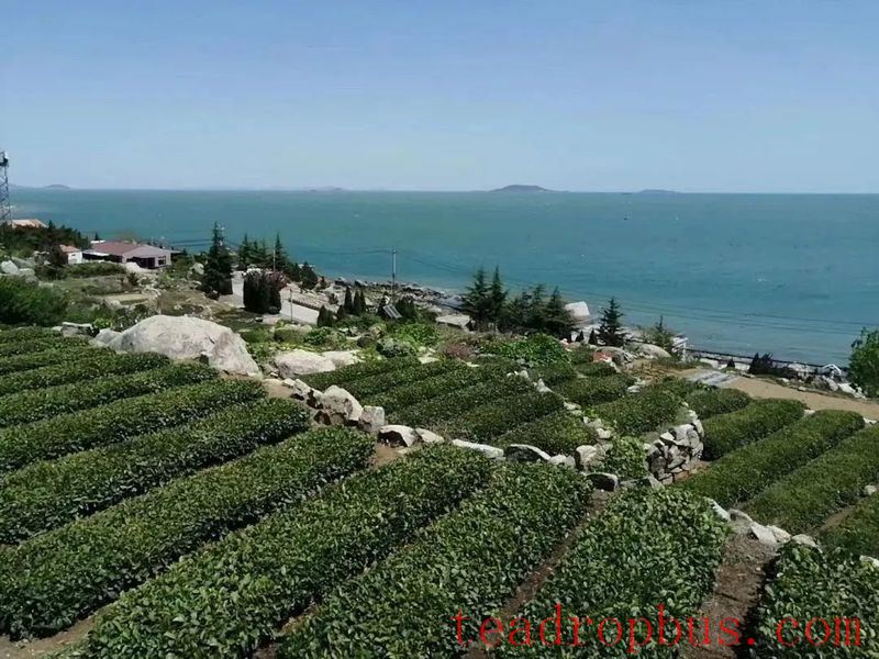 What is Laoshan Green Tea?-2