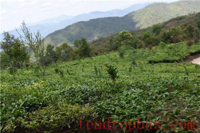 What Are the Benefits of Drinking Spring Tea!-2