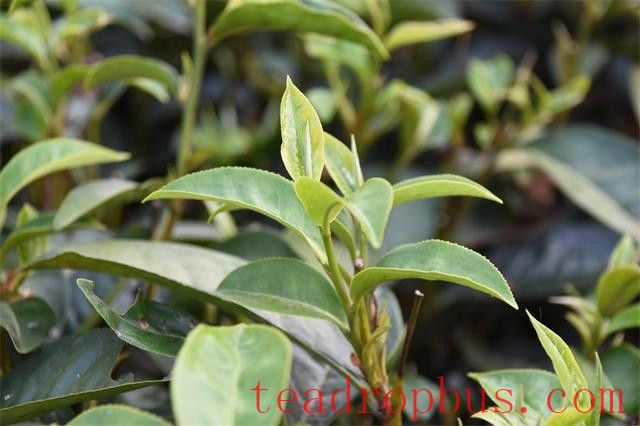 What is the Stimulating Substance in Tea?-1