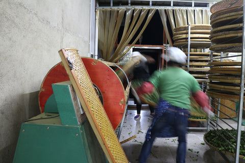 Leaves being put into the tumbler