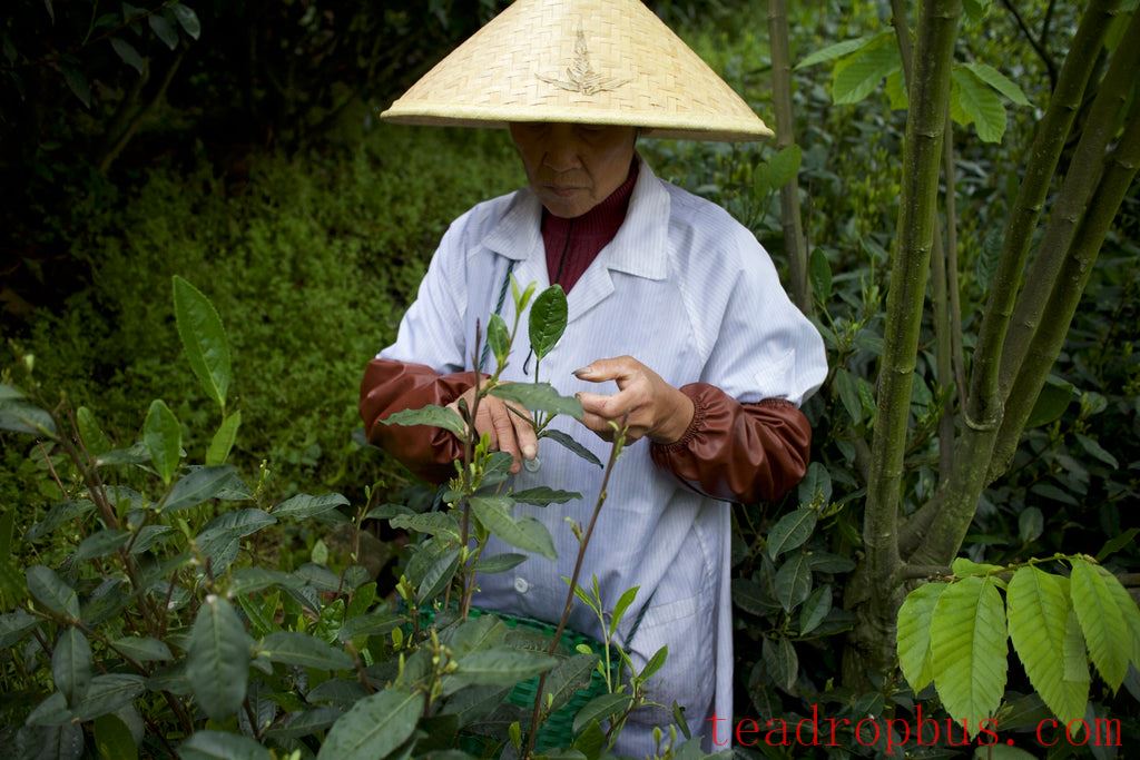 Tea picker