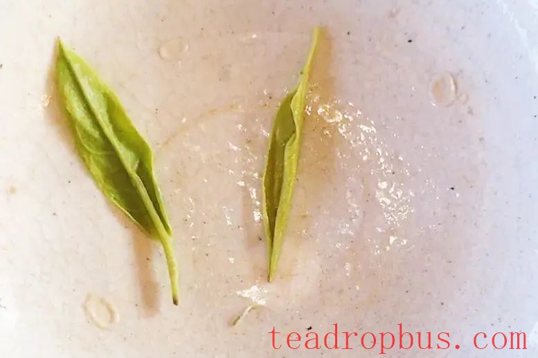 Is Spring Tea Simply Tea from Spring? Beware, It Might Be 