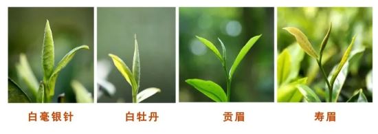 White Tea: The Art of Time, A Feast for the Palate-1