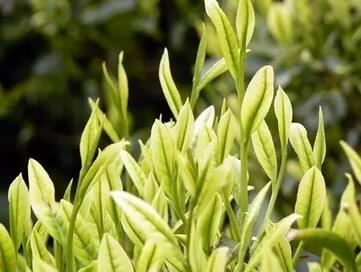What are the differences between White Tea and Yellow Tea?-2-ChinaTeaGuru: Exploring Chinese Tea Culture and Kung Fu Tea - Tea Art, Tea Ceremony, Tea Knowledge What are the differences between White Tea and Yellow Tea?-2