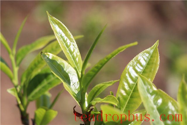Puer Tea 
