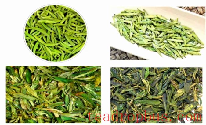 Selecting and Preserving High-Quality Early Spring Green Tea-7
