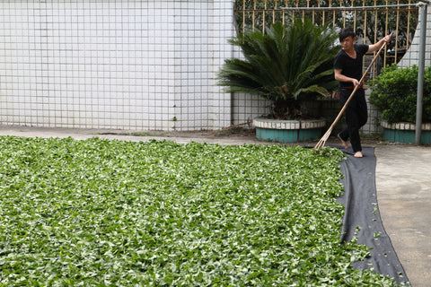 Tea leaves withering in the sun