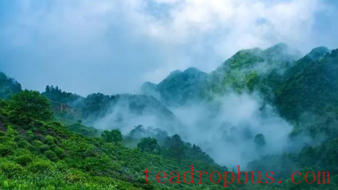 Keemun Black Tea: The Aromatic 