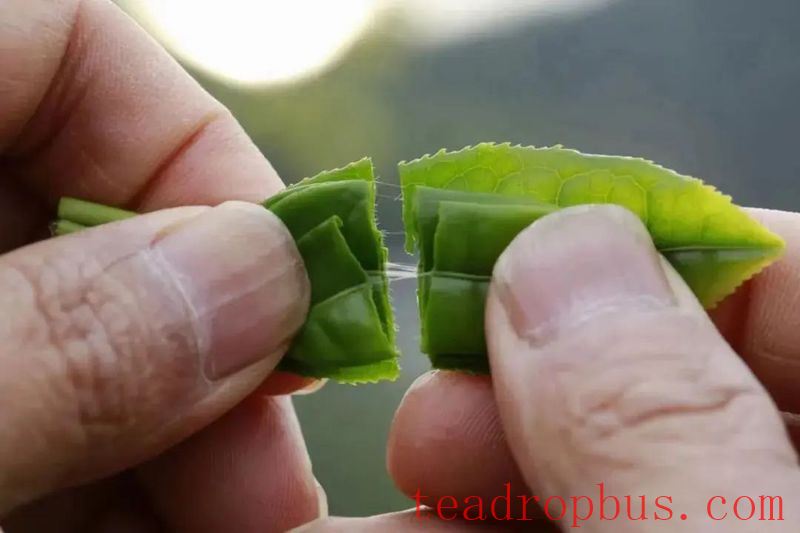 What Kind of Tea Can Be Called Good Hubei Tea?-7