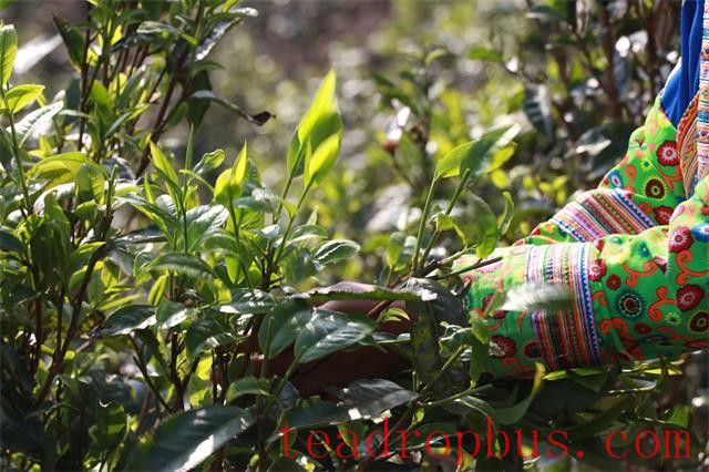 The Reason Why Ancient Tree Spring Tea is Expensive-2