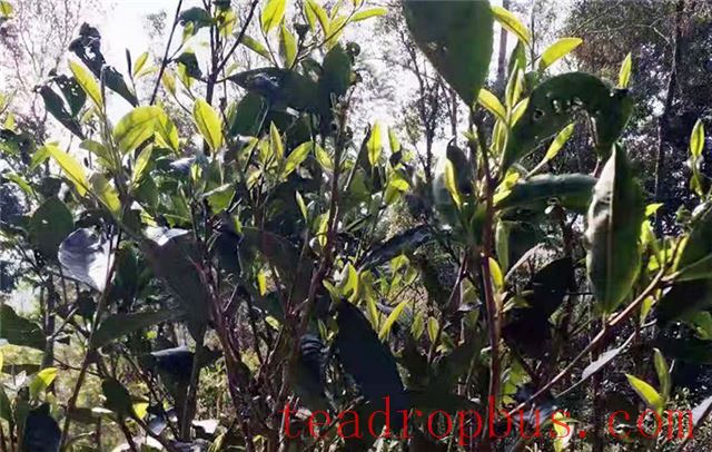 Features of the Ancient Tree Tea from Yi Wu Ban Gong-2