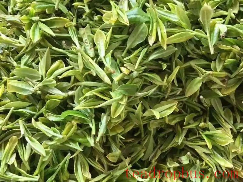 What is Laoshan Green Tea?-3