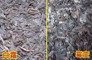 Still Confused About Moldy Tea, Still Confused About Moldy Tea,