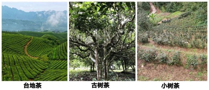 How to Select and Store Daily Tea?-6