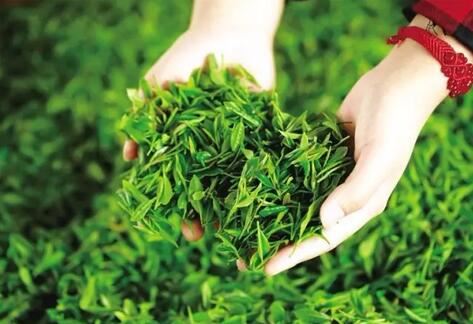 Characteristics of Teas Across the Four Seasons-2