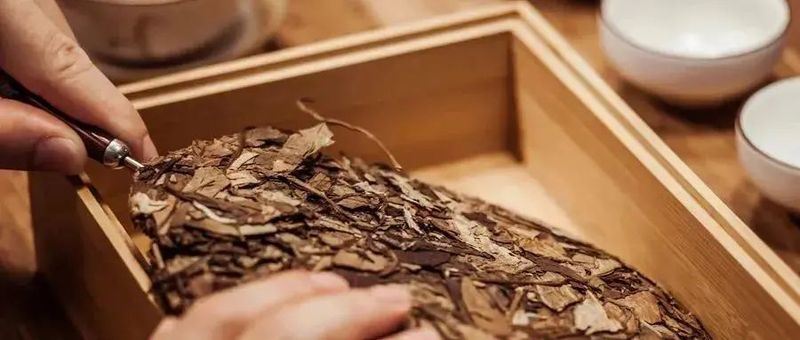 Fuding White Tea Knowledge Compilation: Loose Leaf or Cake Tea, Which to Choose?-10