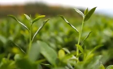 There's a Fine Tea Called There's a Fine Tea Called