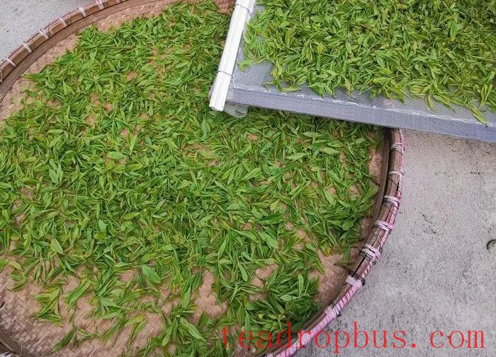 Black Tea Kneading Technique: How to Shape the Appearance and Enhance the Quality? Ultimate Decryption!-3