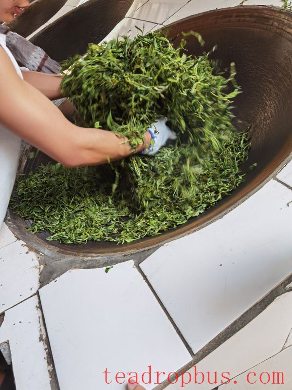 The Production Process of Pu'er Ancient Tree Spring Tea-3