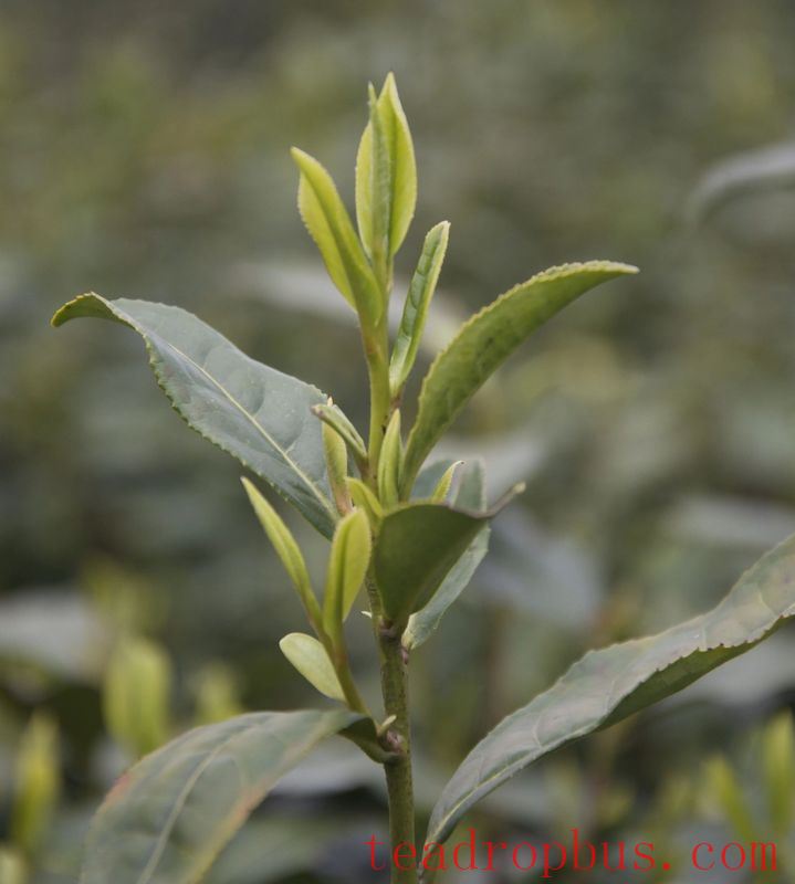 What is the 'Longjing 43' that tea enthusiasts talk about? Why isn't it 42 or 44?-4