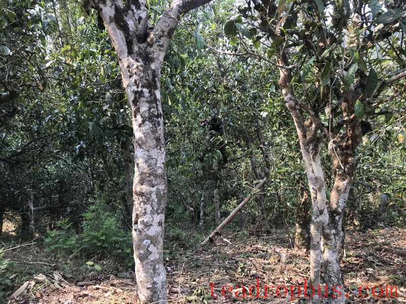 The Production Process of Pu'er Ancient Tree Spring Tea-1