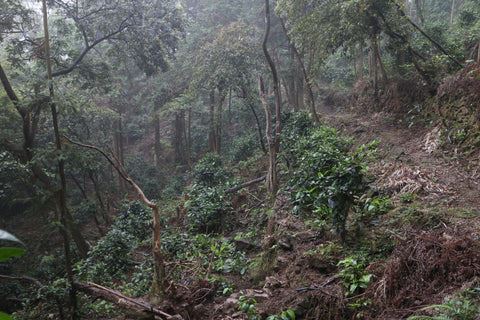 wild black tea from the forest