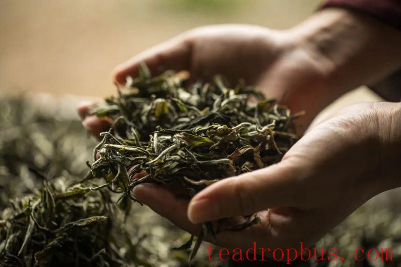 40°C Heat: Your Tea Leaves Are Also Afraid of High Temperatures-1