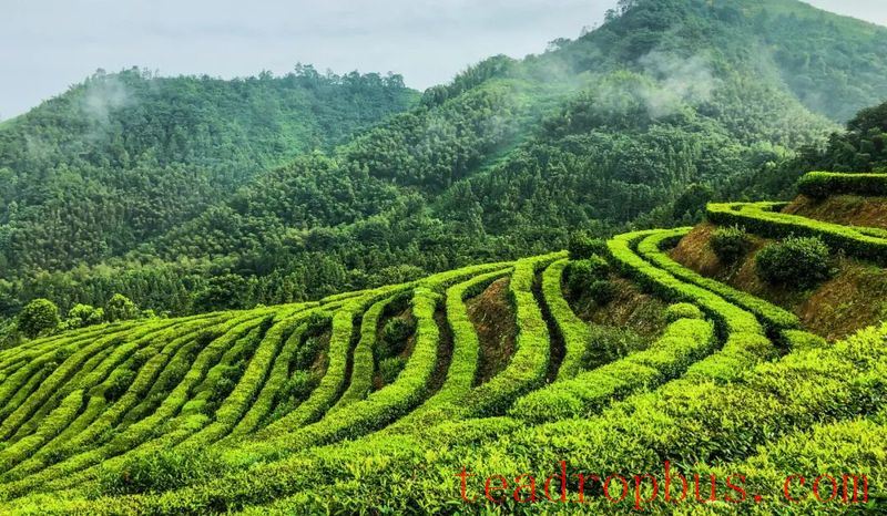 The Important Active Substance in Dark Tea —— Tea Pigments!-1