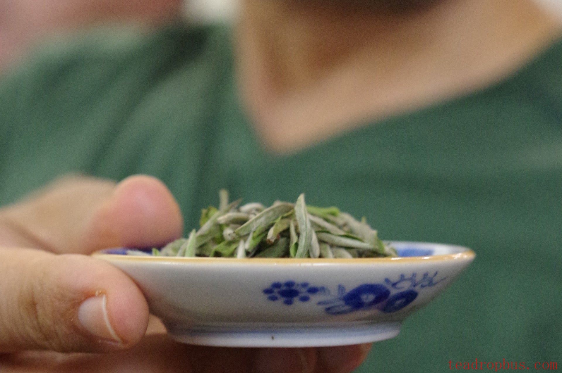 fresh Silver needle, yin zhen